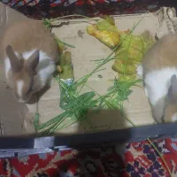 خرگوش بازی گوش