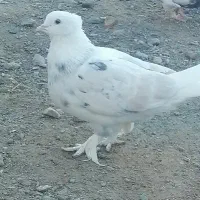 شازده سور ماده کلاهی