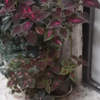 گل و گلدان|گل و گیاه طبیعی|شهرکرد, |دیوار