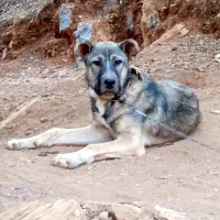 سگ پژدر|سگ|کرمانشاه, |دیوار