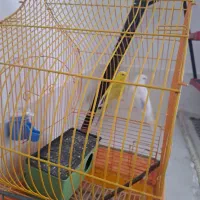 مرغ عشق اصل