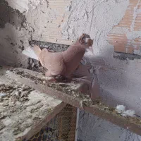 کبوتر|پرنده|تبریز, |دیوار