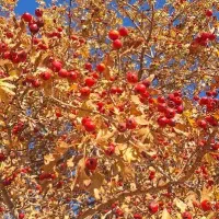 زال زالک (بلچ)