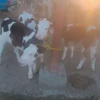 خرید و فروش انواع گوساله|حیوانات مزرعه|کهنوج, |دیوار