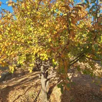 باغ ۴۷۵ متری امامیه|فروش دفتر صنعتی، کشاورزی، تجاری|شهرکرد, |دیوار