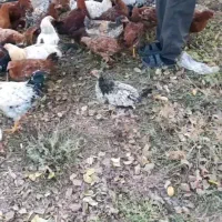 مرغ و خروس|حیوانات مزرعه|اقبالیه, |دیوار