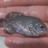 اسکار جگوار