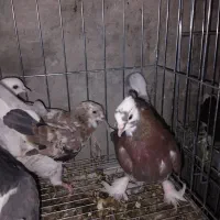 کفتر هما سرورکاکلی