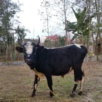 ورزا سیاه سل چالوسی|حیوانات مزرعه|رشت, حومه رشت|دیوار