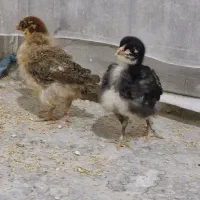 جوجه|پرنده|گرگان, |دیوار