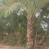 فروش زمین برای باغ ویلا|فروش زمین و ملک کلنگی|شوشتر, |دیوار