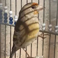 دو عدد سهره قناری|پرنده|شاهین‌شهر, شهرک ردانی پور|دیوار