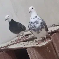 شازده جفت داوادا