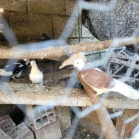 کبوتر پرشی باکیفیت|پرنده|بابل, |دیوار