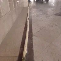 دو عدد چوب ده متری
