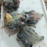 عروس هلندی سرلاکی