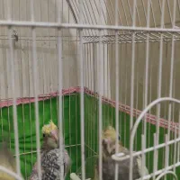 جوجه عروس هلندی