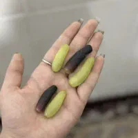 نهال انگور موندراپ گلدانی