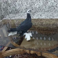 کبوتر