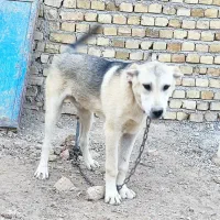 سگ عراقی پژدراصیل