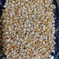 ذرت ی بلال تازه