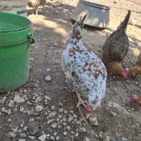 مرغ و خروس قوغاز بوقلمون|حیوانات مزرعه|سیسخت, |دیوار