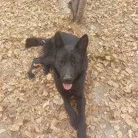 ژرمن شپرد بلک