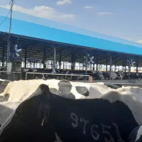 نیرو یا کارگر ساده برای گاوداری