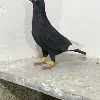 کبوتر پرنده