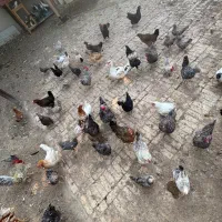 مرغ و کبوتر|پرنده|جم, |دیوار