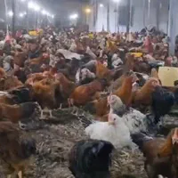 مرغ و خروس محلی