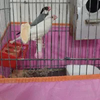 فنچ نرگسی|پرنده|قم, پردیسان|دیوار