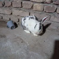 خرگوش ماده بزرگ