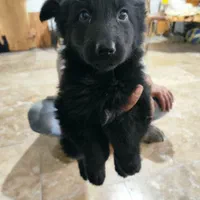 واگذاری توله ژرمن بلک و ابلغ|سگ|ساری, |دیوار