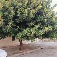 نهال خرنوب گلدانی|گل و گیاه طبیعی|شیراز, دانشکده کشاورزی دانشگاه شیراز|دیوار