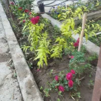 سرایداری نگهبانی