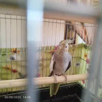عروس هلندی ماده یک سال و نیمه|پرنده|نورآباد ممسنی, |دیوار