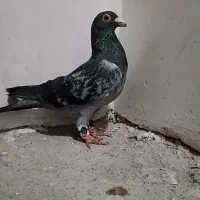 کفتر کبوتر