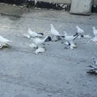 کبوتر پا پر|پرنده|آذرشهر, |دیوار