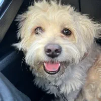 سگ گمشده به یابنده مژدگانی داده میشود|حیوانات|اسلامشهر, شهرک مهدیه|دیوار