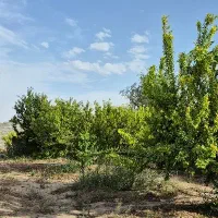 فروش-زمین-5000متر-شهرری-براتوبان