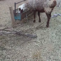 میش، ،چبش
