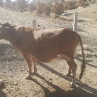 گاو جرزی ابستن