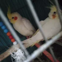 عروس هلندی