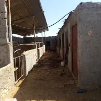 باشگاه اسب اجاره میدم