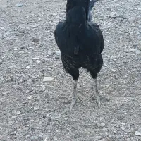 لاری|حیوانات مزرعه|سربیشه, |دیوار