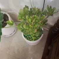 فروش گل تزیینی|گل و گیاه طبیعی|اصفهان, چرخاب|دیوار