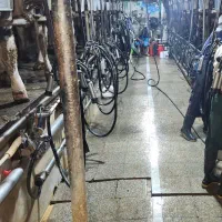 کارگر با تجربه گاوداری