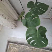 گلهای طبیعی