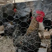 مرغ گوشتی وتخم گذار+خروس